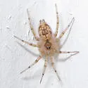 Oecobius cellariorum