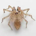 Oecobius cellariorum - photo 2