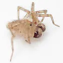 Oecobius cellariorum - photo 3