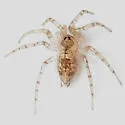 Oecobius cellariorum - photo 4