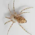 Oecobius cellariorum - photo 5