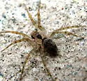 Wall spider