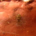 Wall spider - photo 2