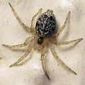 Wall spider - photo 3