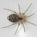 Wall spider - photo 4