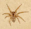 Wall spider - photo 5