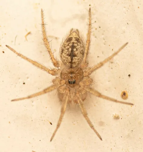 Putus dwarf round-headed spider - photo 2