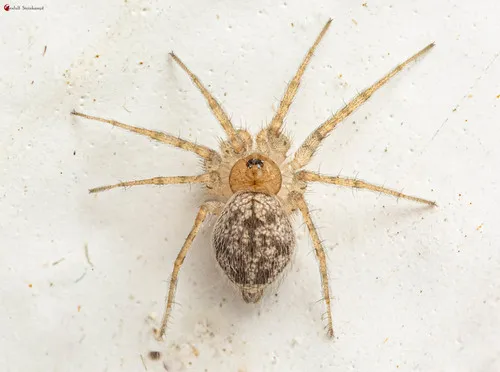 Putus dwarf round-headed spider - photo 3