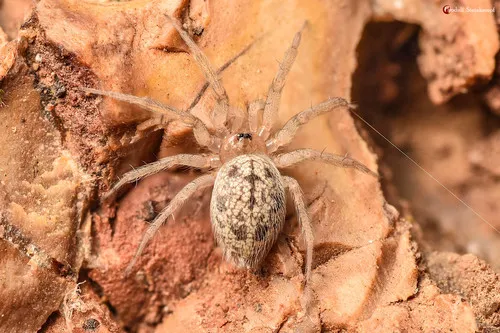 Putus dwarf round-headed spider - photo 4