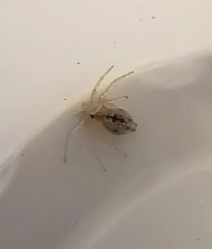 Putus dwarf round-headed spider - photo 5