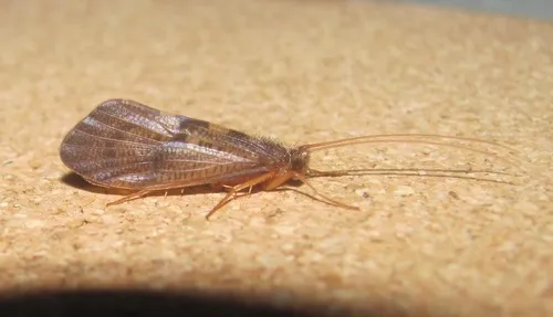 Oeconesidae - Oeconesidae
