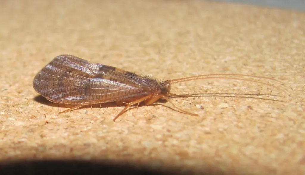 Oeconesidae - photo 2