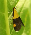 Oecophora bractella - Hodges#1069.1 - Oecophora bractella