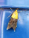 Oecophora bractella - Hodges#1069.1 - photo 3