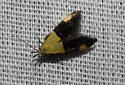 Oecophora bractella - Hodges#1069.1 - photo 4