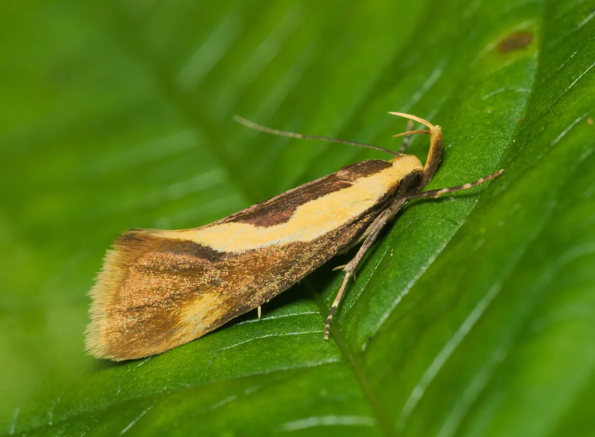 Concealer Moths - Oecophoridae