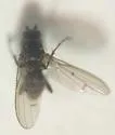 Oecothea specus