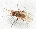 Oecothea specus - photo 3