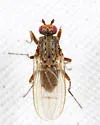 Oecothea specus - photo 4
