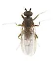 Oecothea specus - photo 5