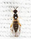 Oedalea ohioensis
