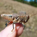 Oedaleonotus borckii