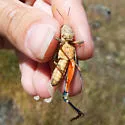 Oedaleonotus borckii - photo 2