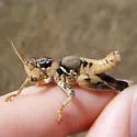 Oedaleonotus borckii - photo 3