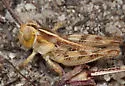 Valley Grasshopper