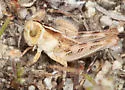 Valley Grasshopper - photo 2