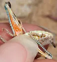 Valley Grasshopper - photo 3