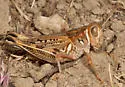 Valley Grasshopper - photo 4