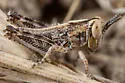 Valley Grasshopper - photo 5