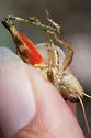 Oedaleonotus phryneicus