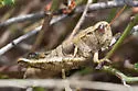 Oedaleonotus phryneicus - photo 2