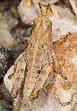Oedaleonotus phryneicus - photo 3