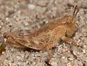 Oedaleonotus phryneicus - photo 4