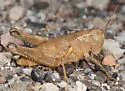 Oedaleonotus phryneicus - photo 5