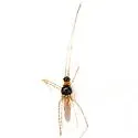 Oedalocanthus ornatus