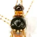 Oedalocanthus ornatus - photo 2