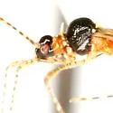 Oedalocanthus ornatus - photo 3