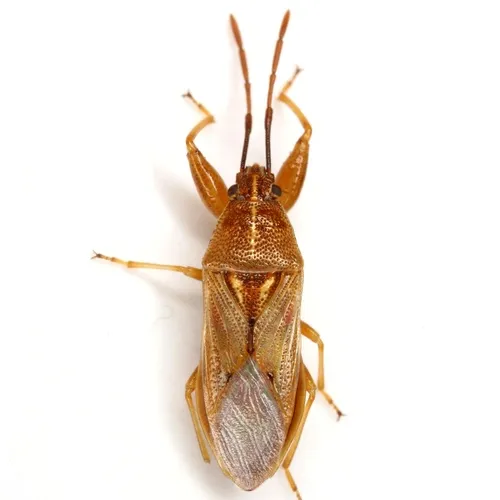 Oedancala crassimana