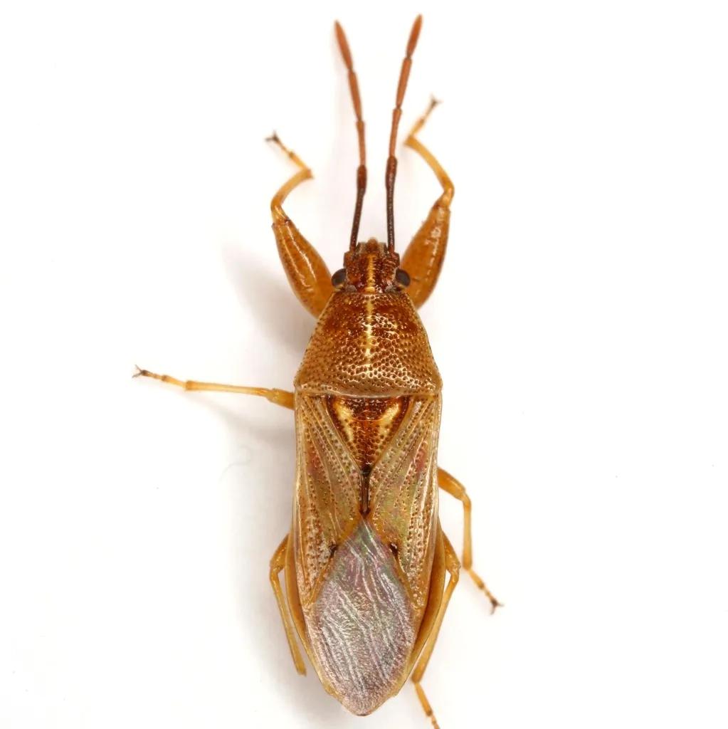Oedancala crassimana - photo 2