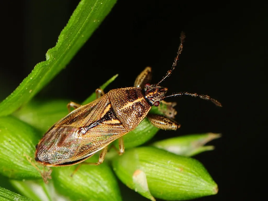 Oedancala dorsalis - photo 2