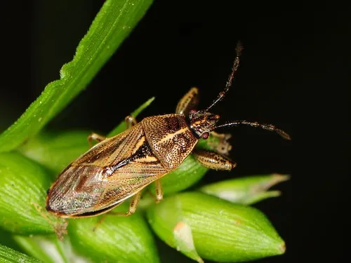 Oedancala dorsalis - photo 3