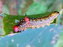 Red-humped Caterpillar Moth - Hodges#8010 - photo 2