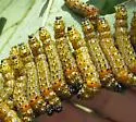 Red-humped Caterpillar Moth - Hodges#8010 - photo 3