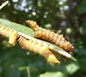 Red-humped Caterpillar Moth - Hodges#8010 - photo 4