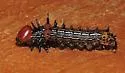 Red-humped Caterpillar Moth - Hodges#8010 - photo 5