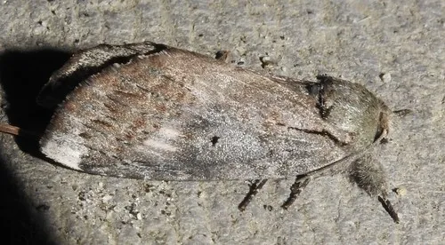 Black-blotched Prominent - Hodges#8011